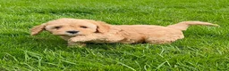 Cockapoo dogs for sale: Delightful cockapoo pups - Advert 3