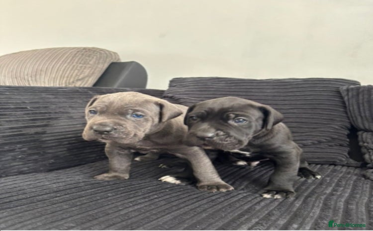 Cane Corso dogs - Advert 1
