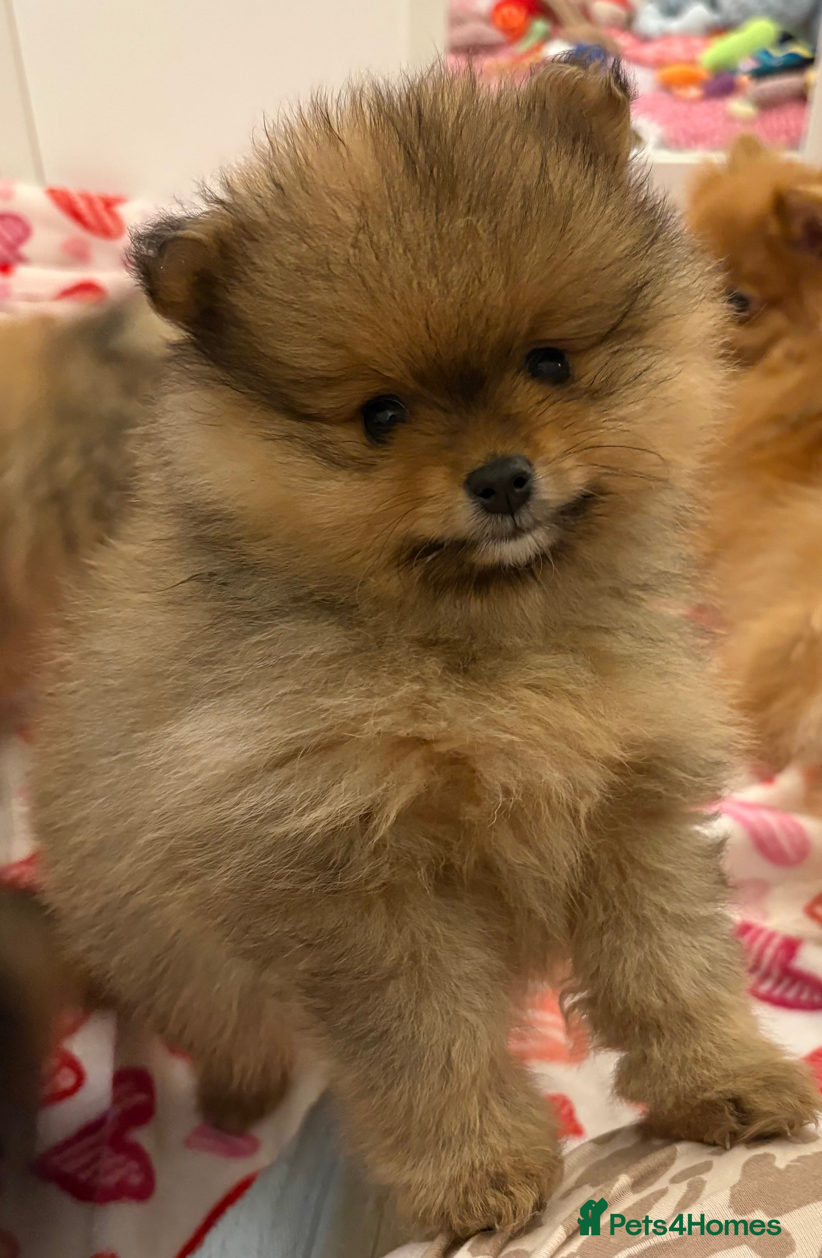 Pomeranian dogs Rkc Pomeranian Puppys looking for 5* homes - Advert 2
