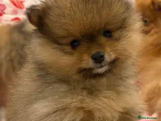 Pomeranian dogs Rkc Pomeranian Puppys looking for 5* homes - Advert 2