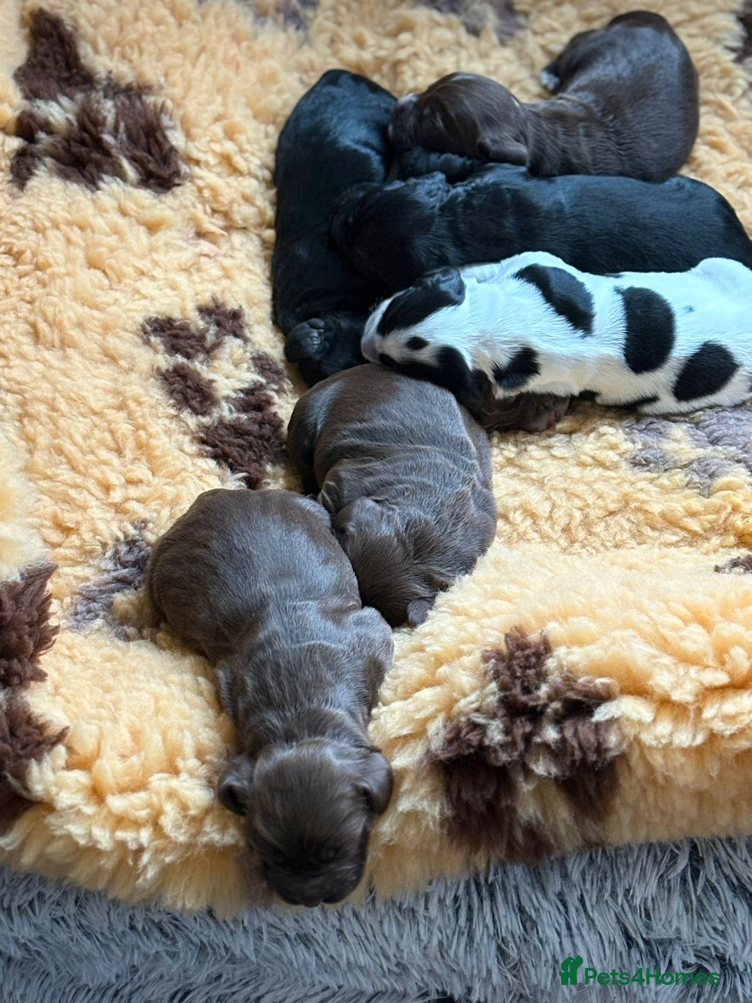 Cocker Spaniel dogs for sale: cocker spaniels for sale - Image 1