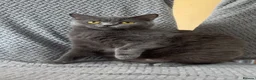 British Shorthair cats for sale: Female British Shorthair for sale - Advert 3