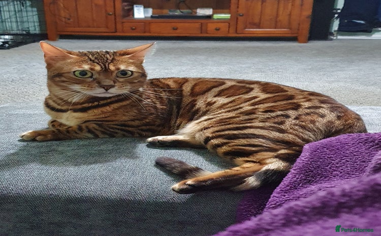 Bengal cats - Advert 4