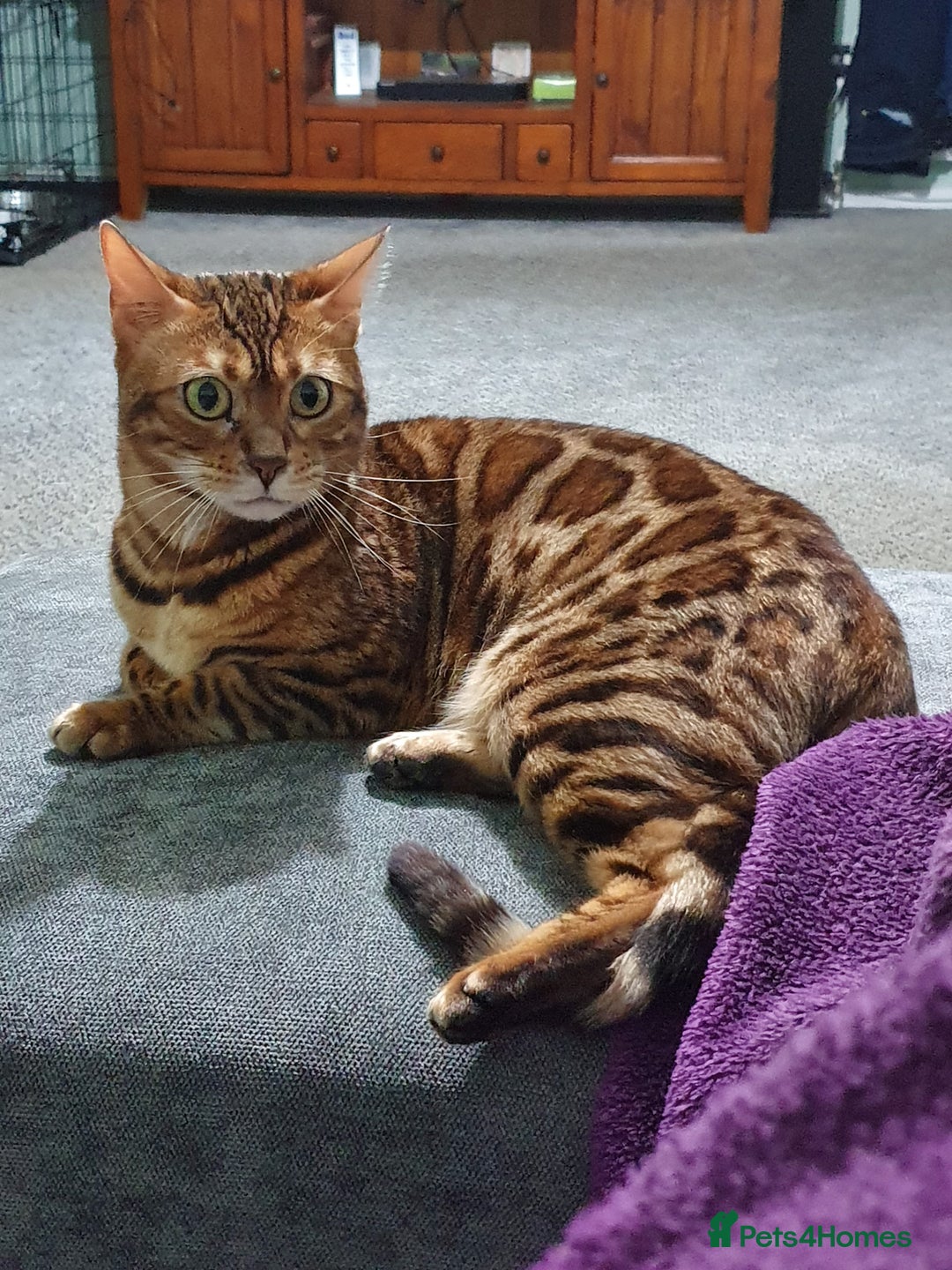 Bengal cats for sale: Retired Bengal girl - Image 1