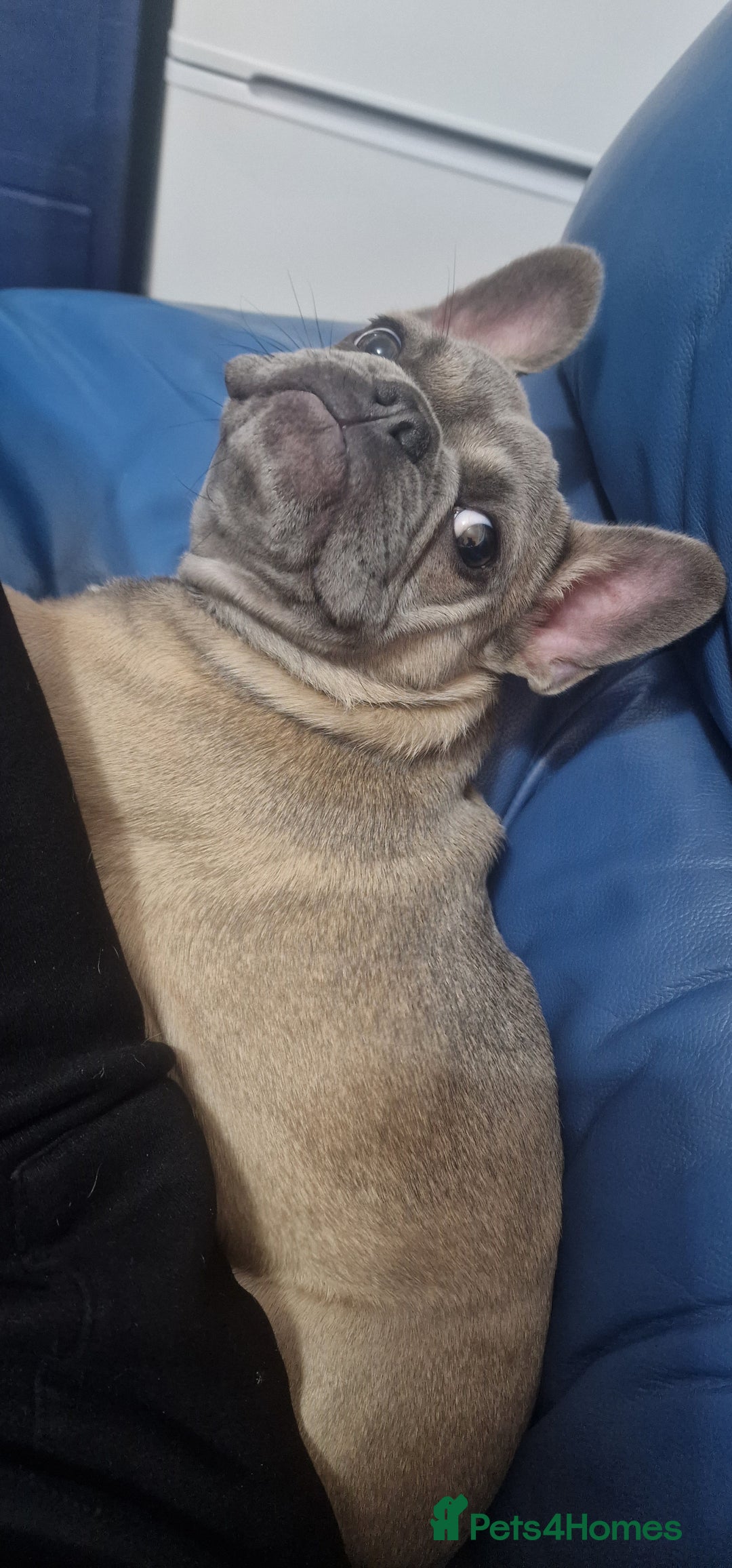 French Bulldog dogs for sale: French Bulldog Puppy – Frankie – 6 Months Old - Advert 3