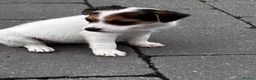 Jack Russell dogs for sale: rough coated jack russell’s  - Advert 6