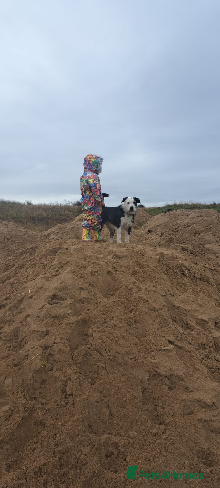 Mixed Breed dogs for sale: 2 yr old female Bulldog/Old English Sheepdog Mix - Advert 11