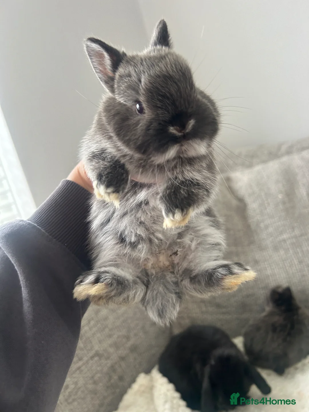 Mixed Breed rabbits for sale: Purebred Netherland dwarf and lops  - Advert 2
