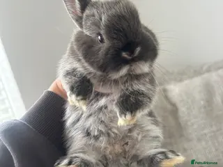 Mixed Breed rabbits Netherland dwarf - Advert 7