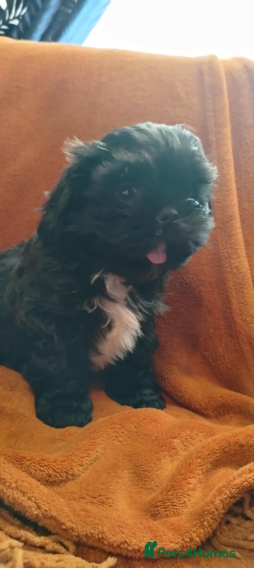 Shih Tzu dogs for sale: Shiz tzu pups - Advert 3