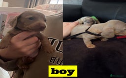 Miniature Dachshund dogs for sale: beautiful miniature Dachshunds  - Image 3