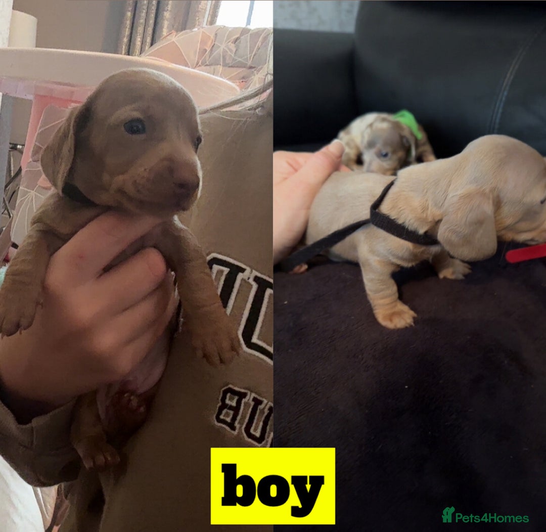 Miniature Dachshund dogs for sale: beautiful miniature Dachshunds  - Image 3