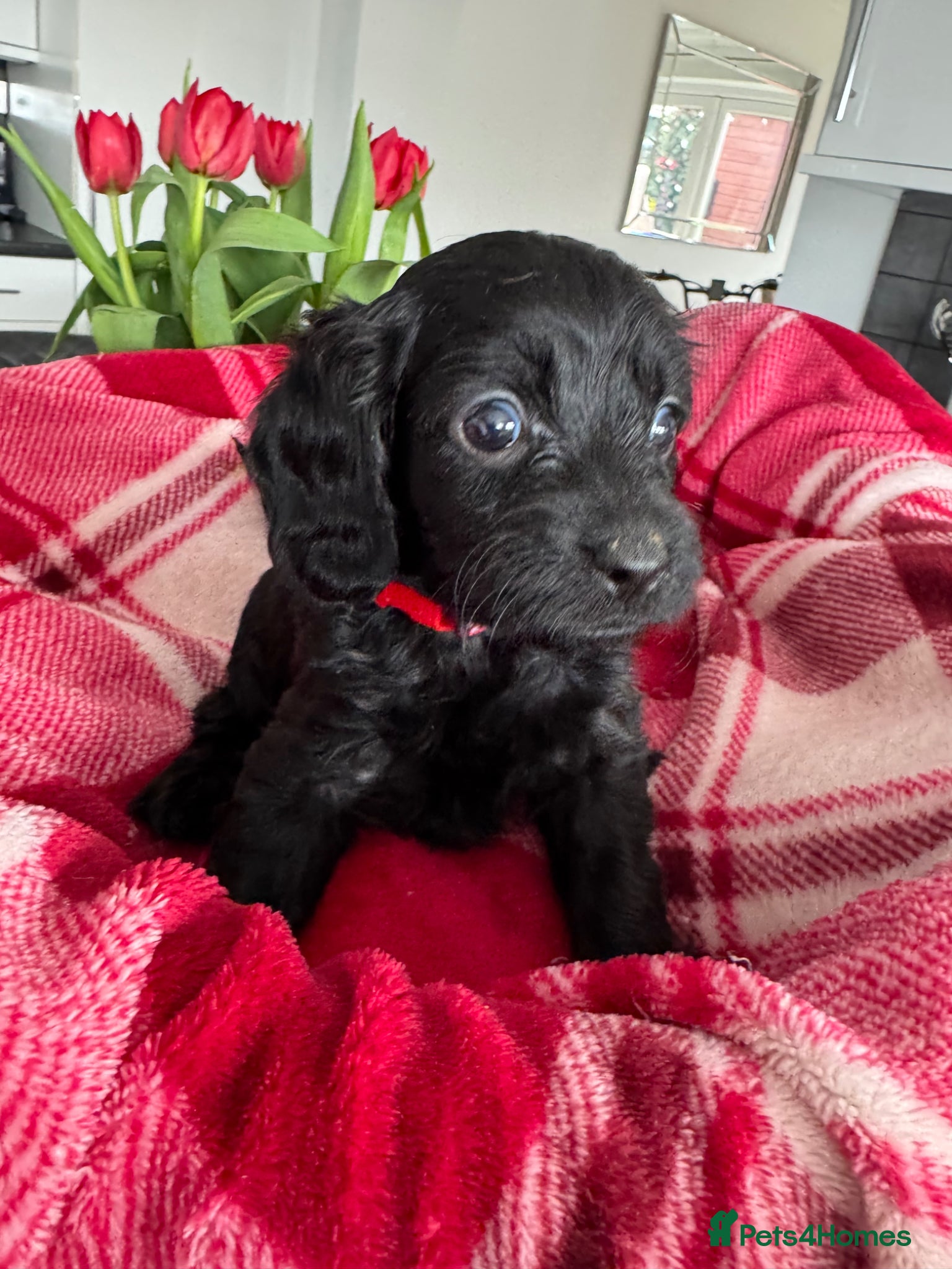 Cavapoo dogs Beautiful Cavapoo puppies - Advert 1