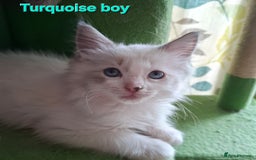 Ragdoll cats for sale: GCCF Gorgeous Pure Pedigree Ragdoll Kittens - Image 14