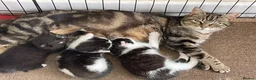 Mixed Breed cats for sale: Kittens - £30- Mid Wales/ Llanidloes  - Advert 3