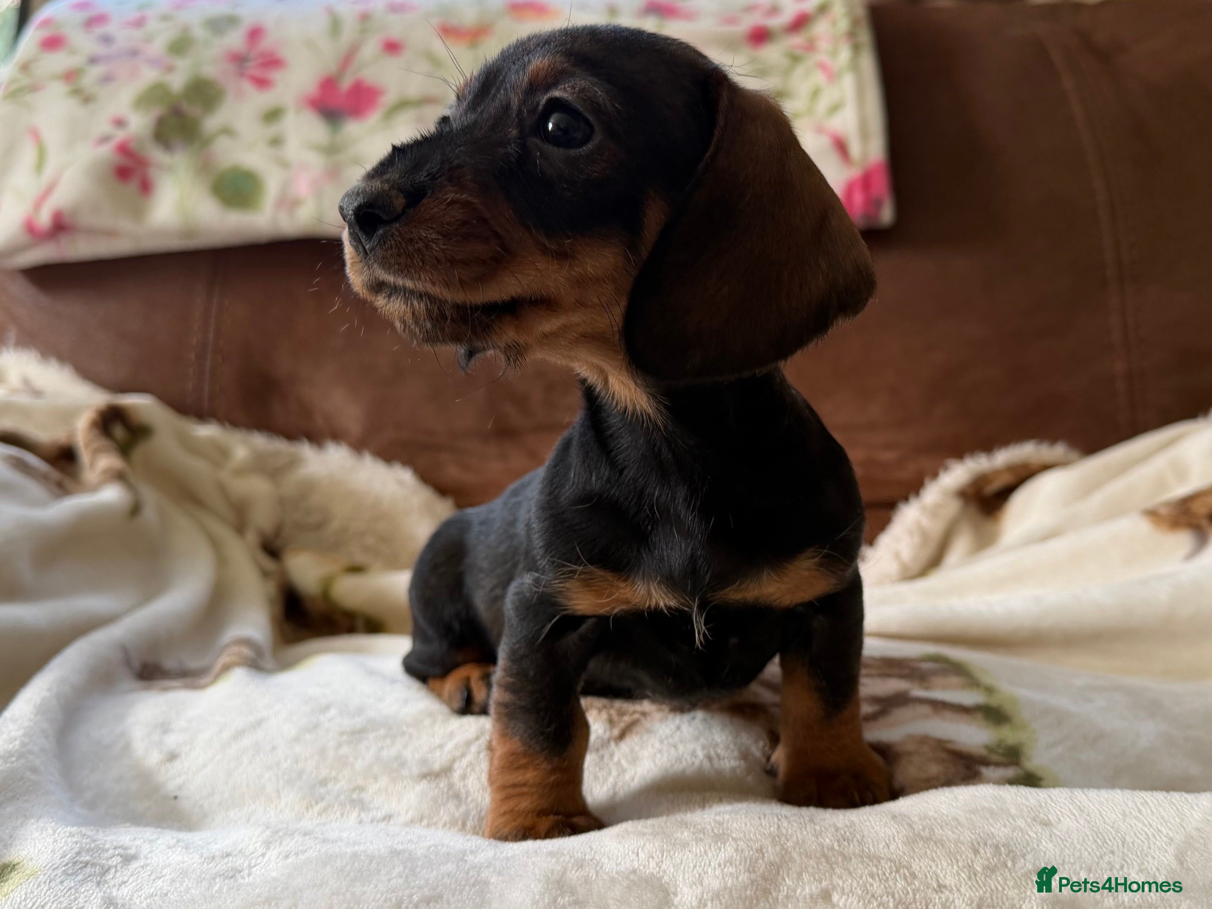 Miniature Dachshund dogs Miniature dachshund puppies - Advert 3
