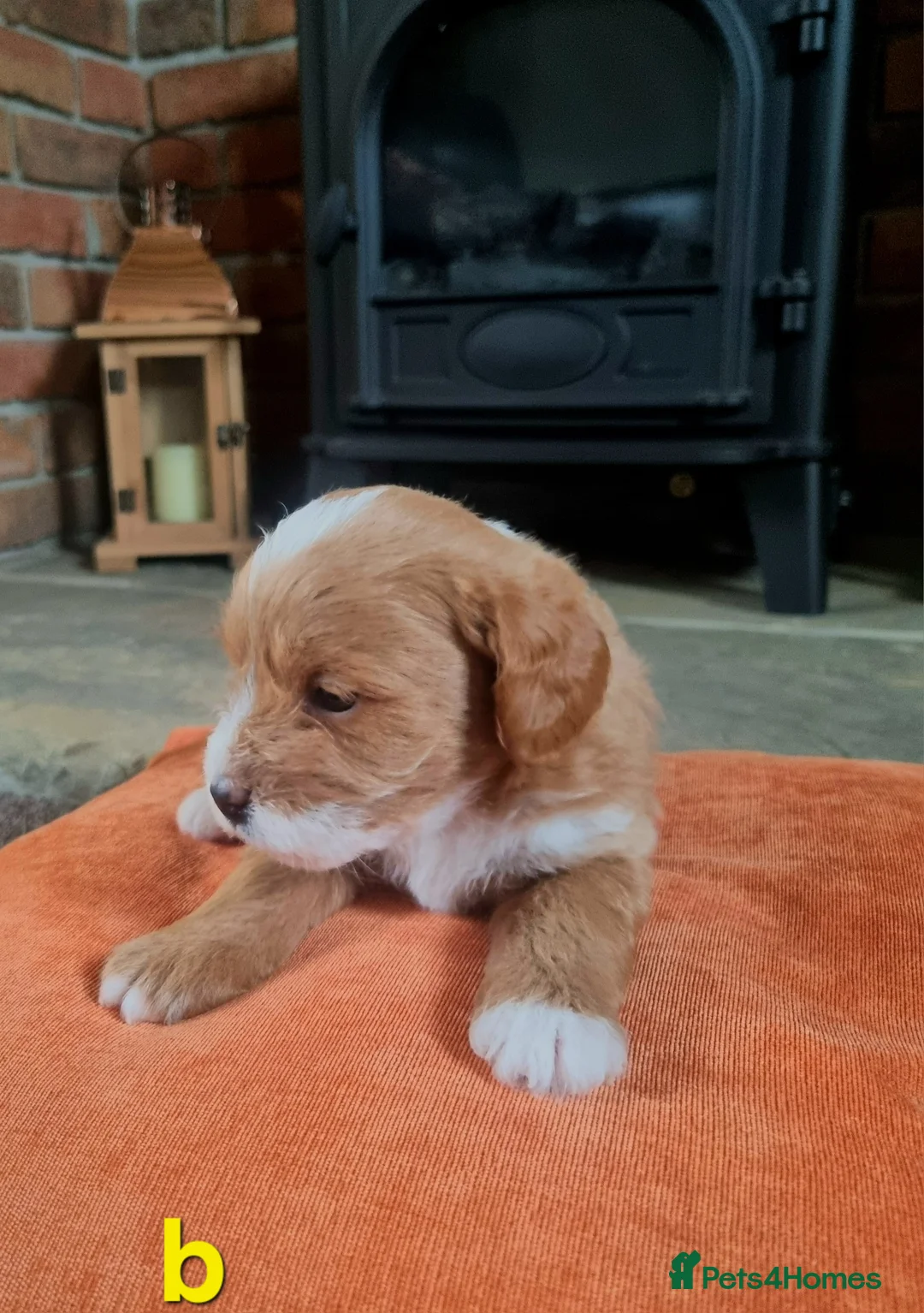 Mixed Breed dogs for sale: 🩷 3/4 poodle puppies 🩵 - Advert 3