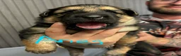 German Shepherd dogs for sale: German shepherd puppies  in Warwick - Advert 16