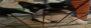 Boston Terrier Puppy 3