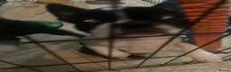 Boston Terrier dogs for sale: 3 female Boston Terrier ready to go - Advert 7