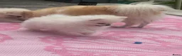 Pomeranian dogs for sale: White male baby Pomeranians  - Advert 8