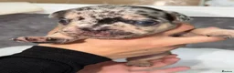 American Bully dogs for sale: French bulldog big rope  in Harwich - Advert 8