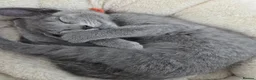 Russian Blue cats for sale: 💥PRICE REDUCED – Russian Blue, TICA - Advert 13