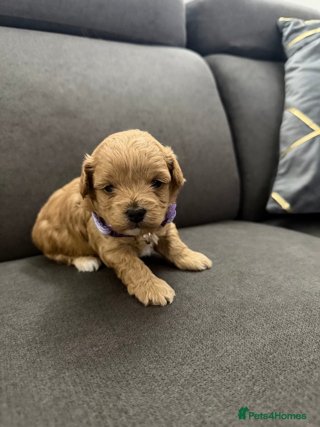 Maltipoo dogs for sale: Beautiful Tiny Maltipoo Tree girls 🐶🐾💝💝💝 - Advert 18