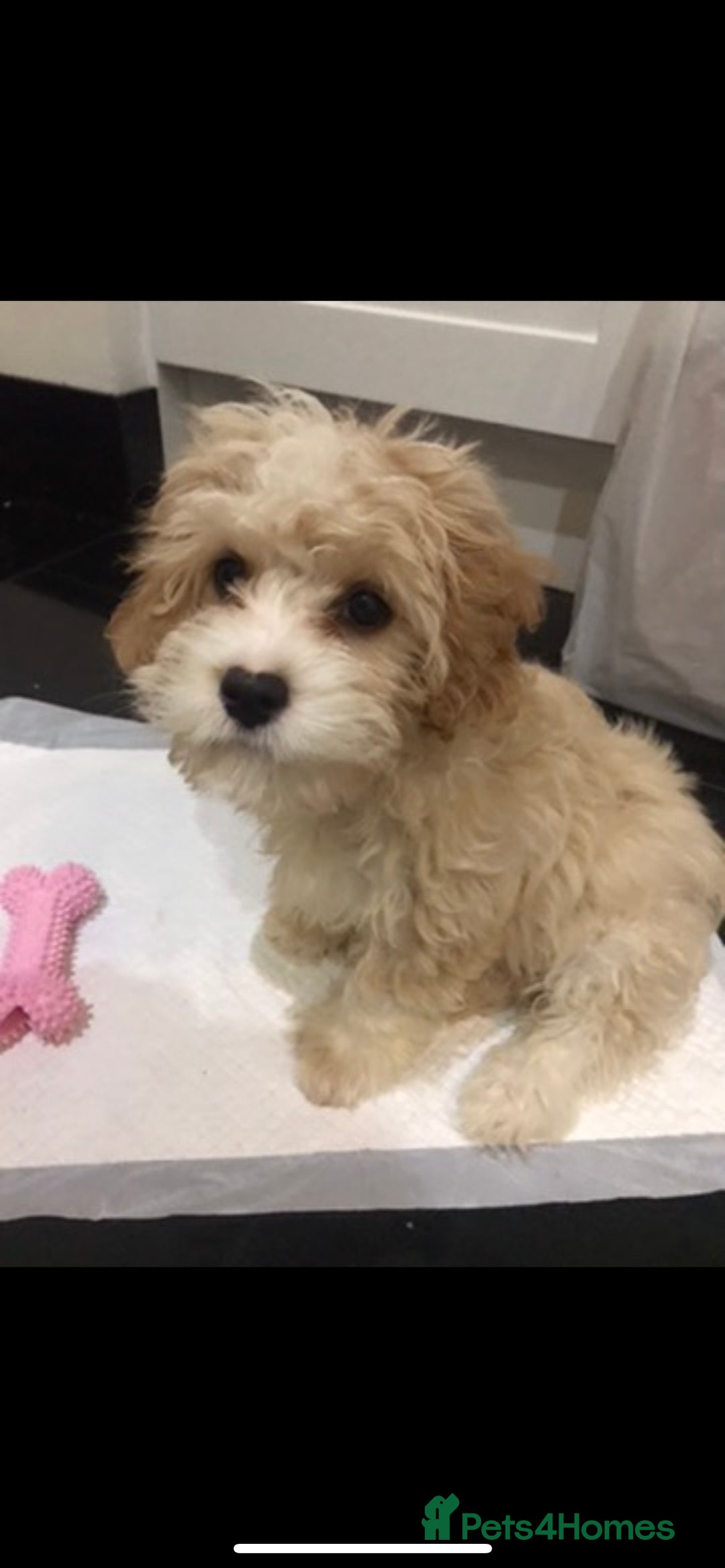 Mixed Breed dogs for sale: Malton Puppies - Image 6