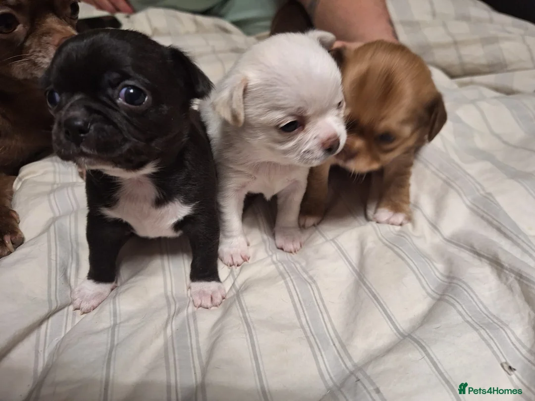 Chihuahua dogs for sale: Three beautiful chihuahuas - Advert 11