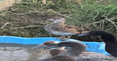 Ducks poultry - Advert 2