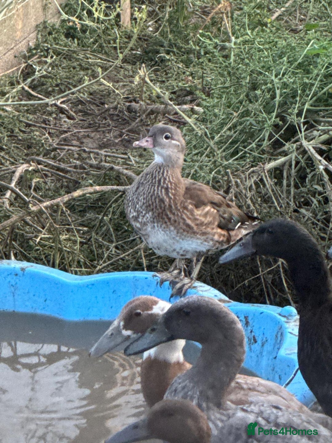 Ducks poultry for sale: Mandarin Ducks - Image 3
