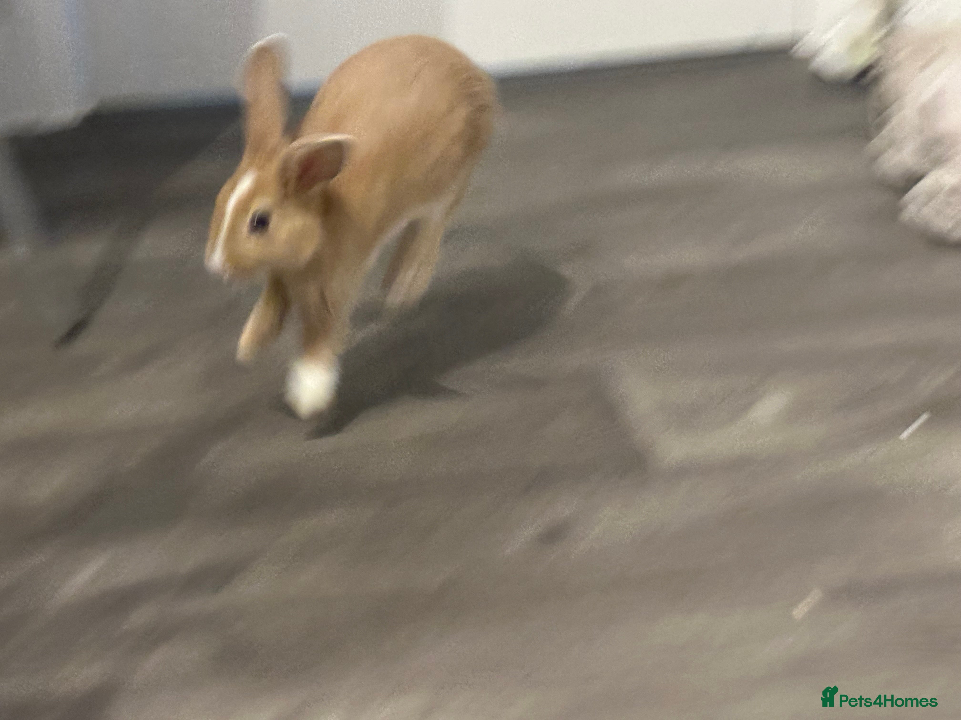 Mixed Breed rabbits Beautiful bunnies - Advert 4