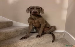 Weimaraner dogs for sale: Tommy  - Image 4