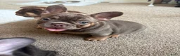 French Bulldog dogs for sale:  MASSIVELY REDUCED AGAIN!!READY TO LEAVE-frenchies - Advert 12