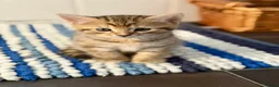 Bengal cats for sale: Beautiful kittens 🐈‍⬛  - Advert 17