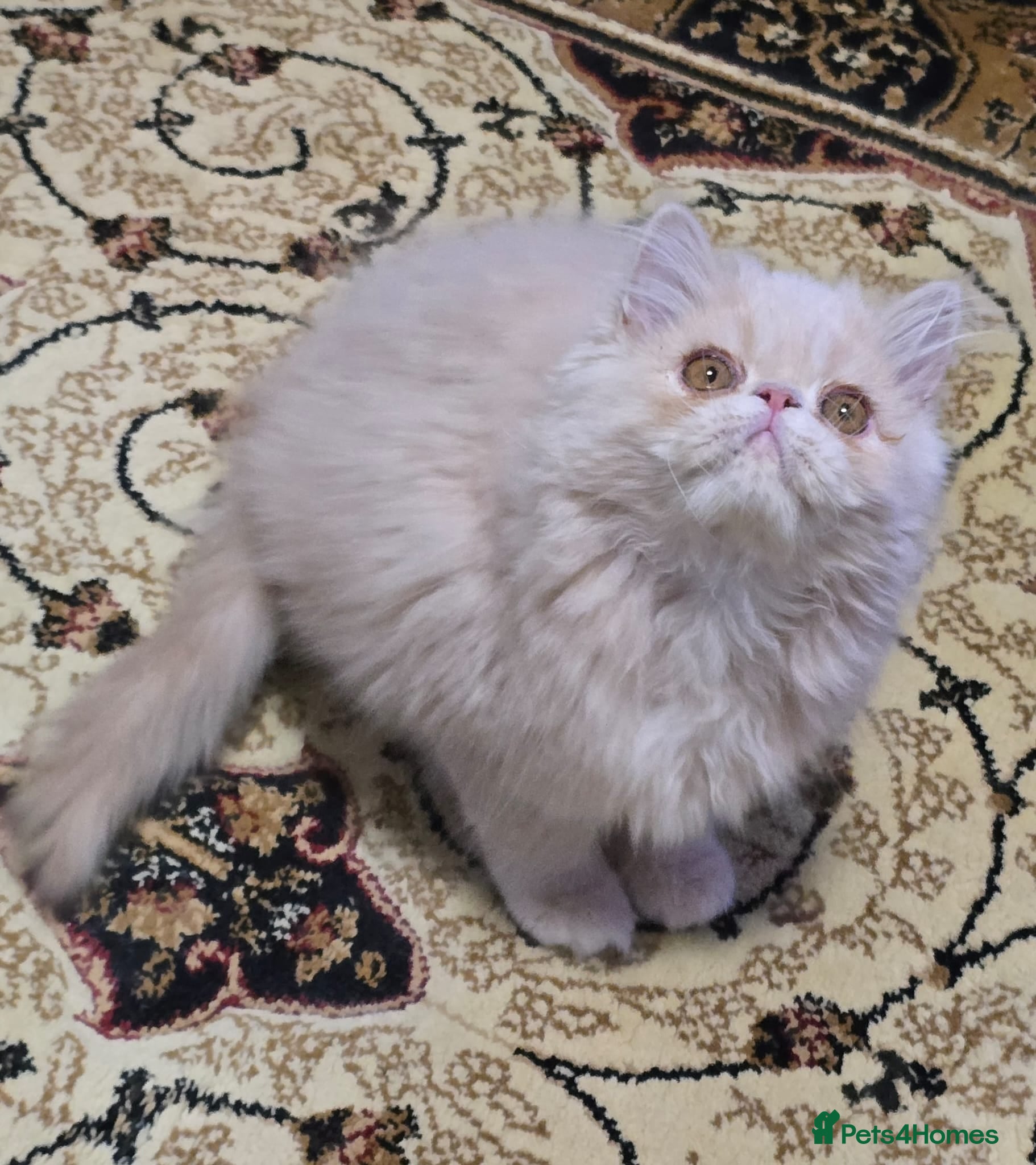 Persian cats Beautiful Pure Persian Boy Looking for Loving home - Advert 2