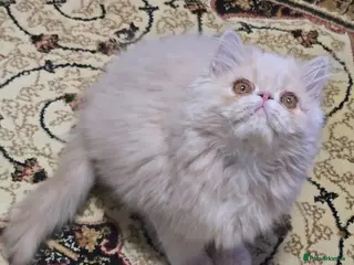 Persian cats Beautiful Pure Persian Boy Looking for Loving home - Advert 2