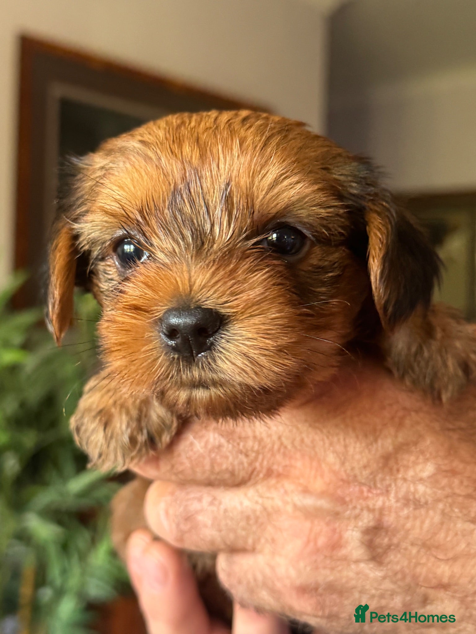Yorkshire Terrier dogs Super Health tested Ocean Pearl /coloured Yorkies  - Advert 1