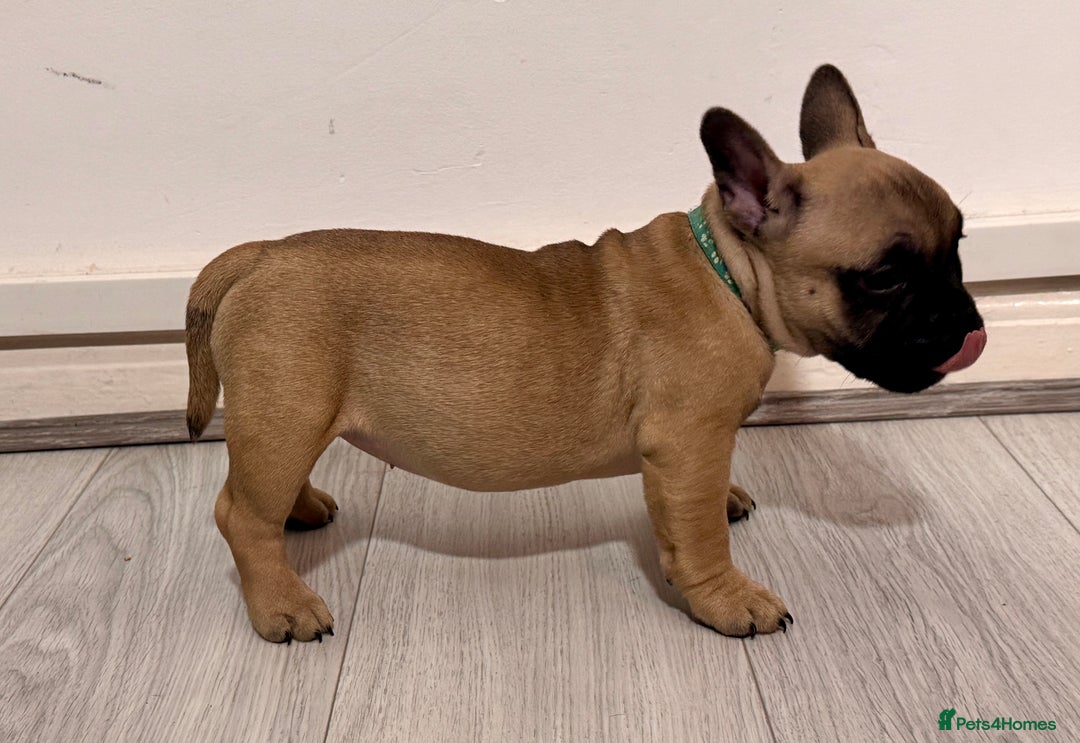 Mixed Breed dogs for sale: French Bulldog x Standard Bully Pups - Advert 9