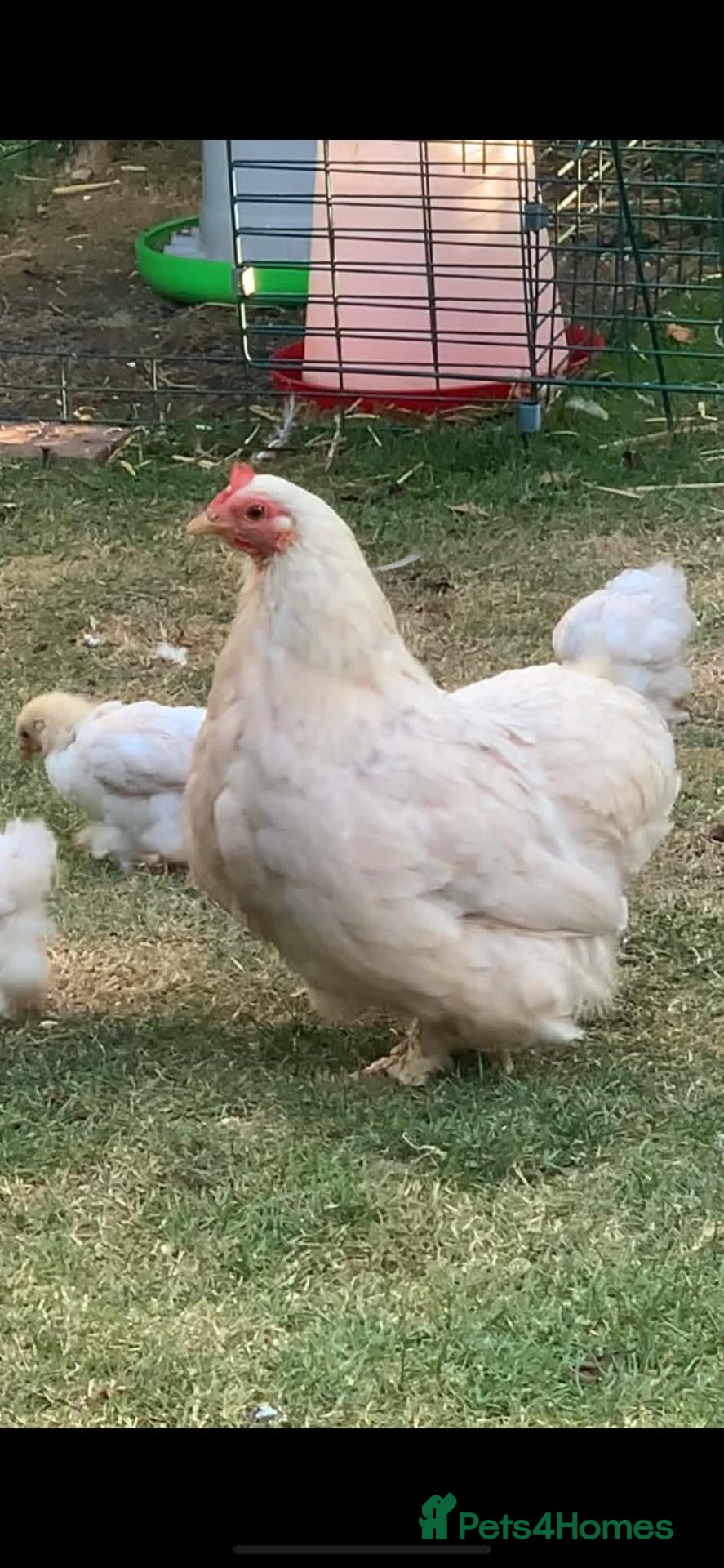 Chickens poultry TRIO OF PEKIN BANTAMS - Advert 2