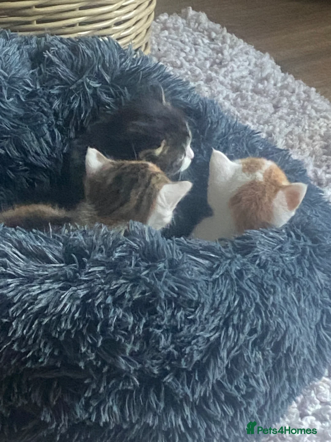 Mixed Breed cats for sale: 3 kittens for sale - Advert 2