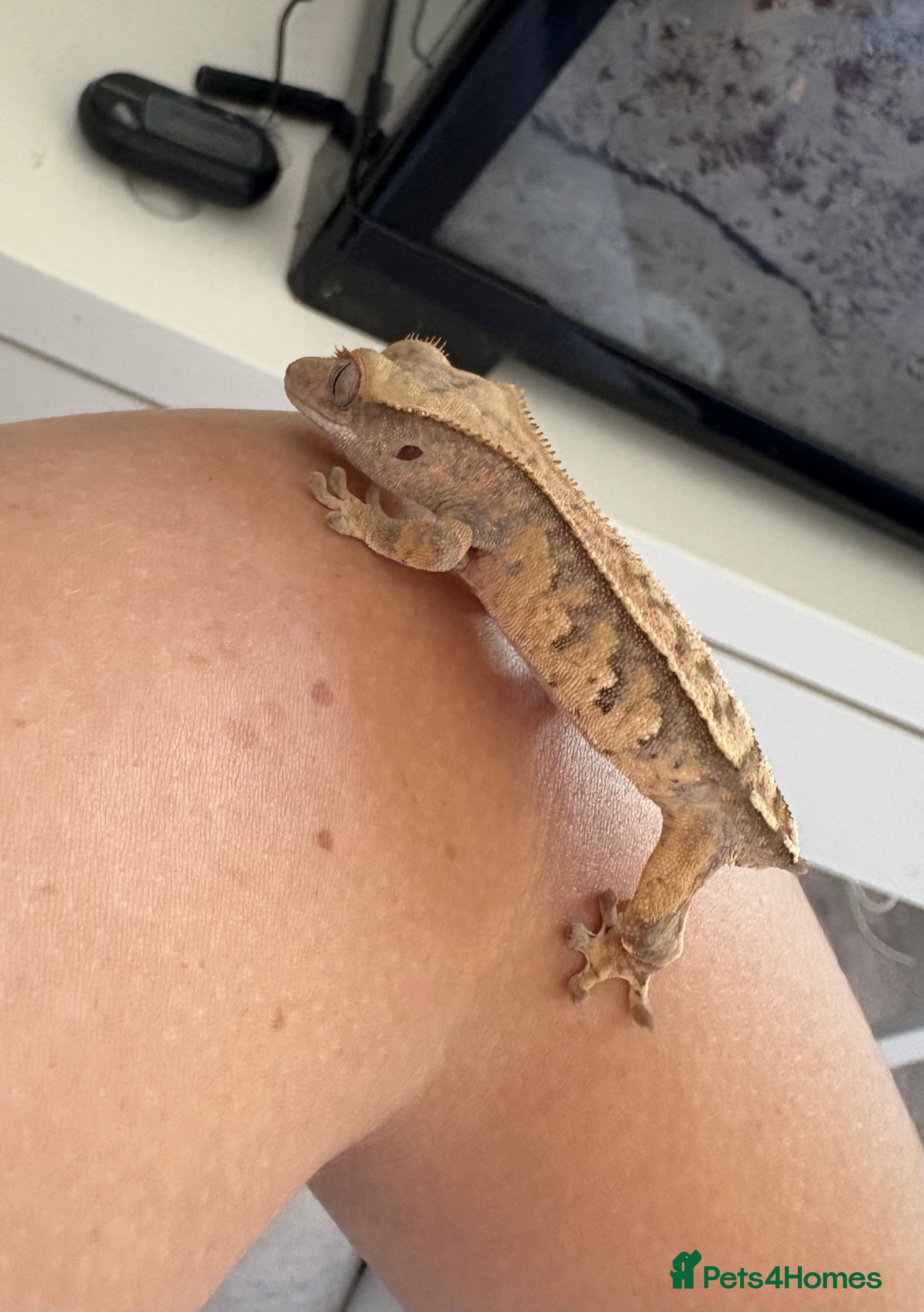 Gecko reptiles Cream crested gecko  - Advert 20