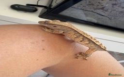 Gecko reptiles for sale: Cream crested gecko  - Image 1