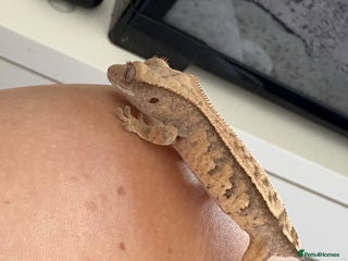 Gecko reptiles - Advert 20