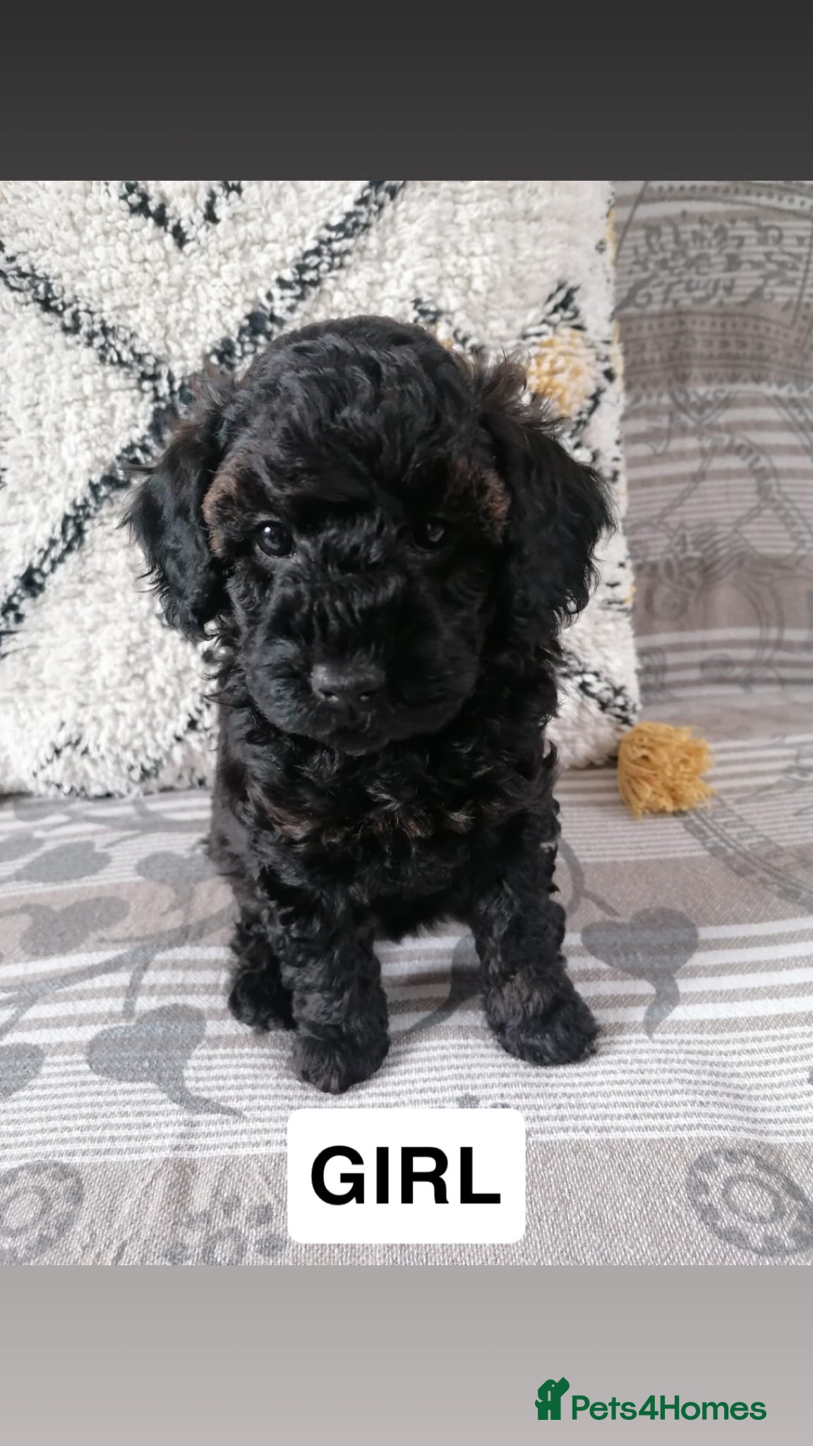 Toy Poodle dogs 4 Beautiful toy poodle puppies, black and red  - Advert 17