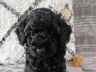 Toy Poodle dogs 4 Beautiful toy poodle puppies, black and red - Advert 17