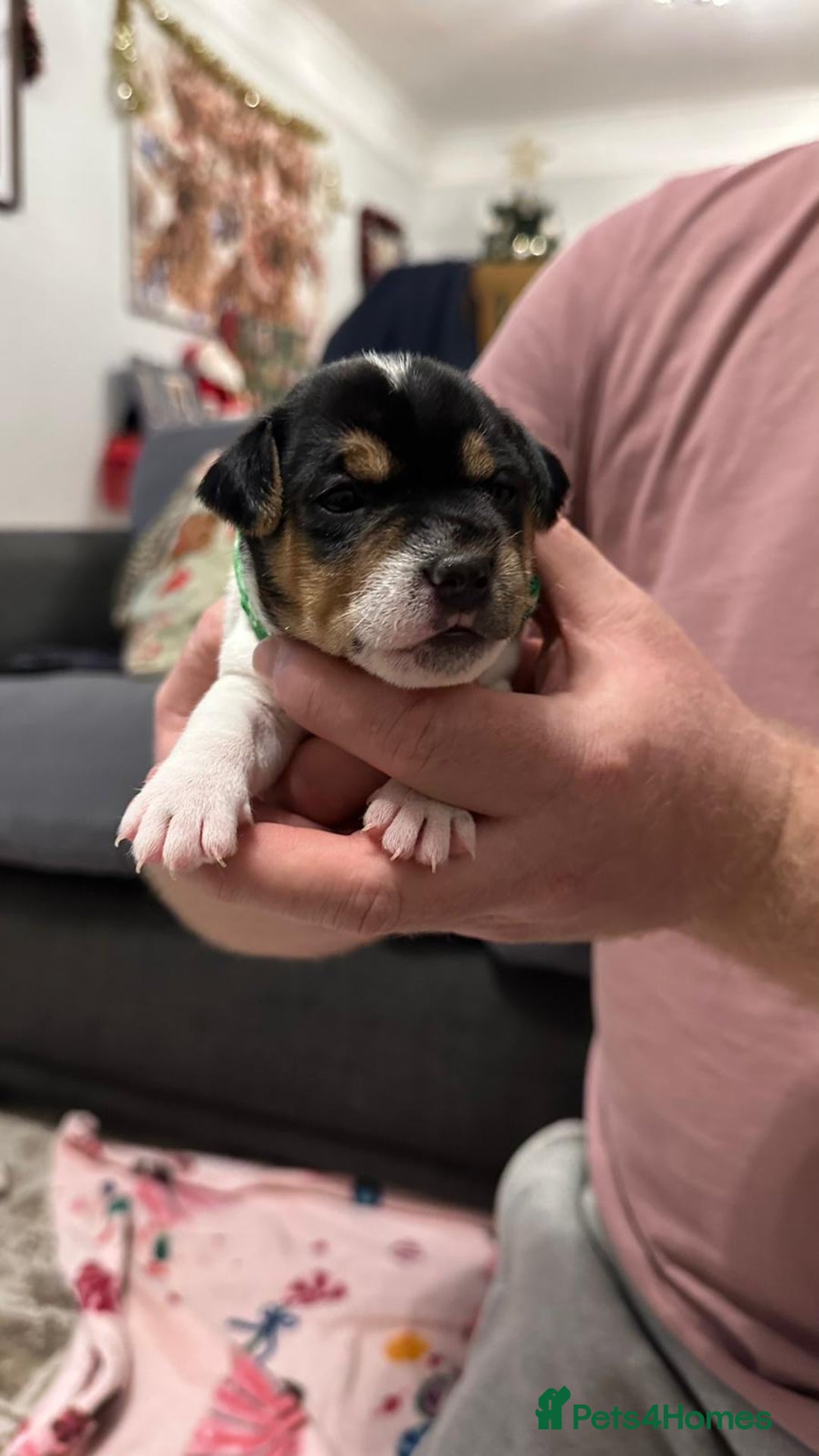 Parson Russell dogs for sale: KC registered Parsons Terriers - Advert 13