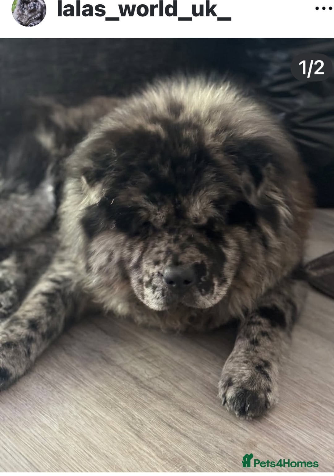 Chow Chow dogs for sale: Chow chow pups SMOOTH and FlUFFY coats  - Advert 4