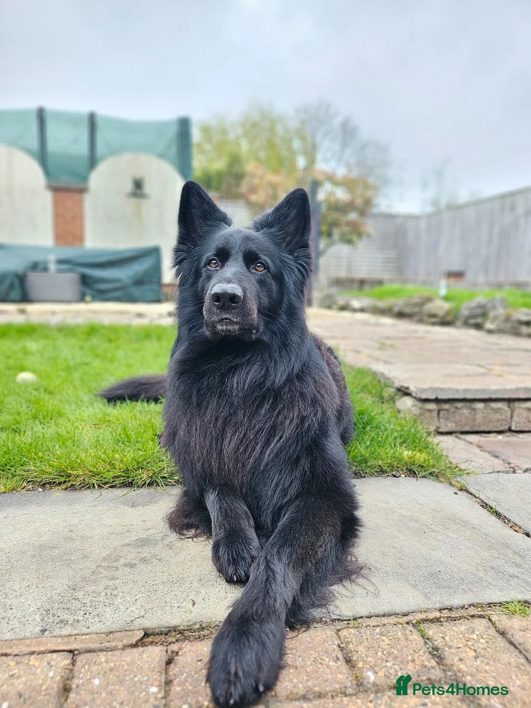 German Shepherd dogs for stud: Grant ❤️ - Advert 14
